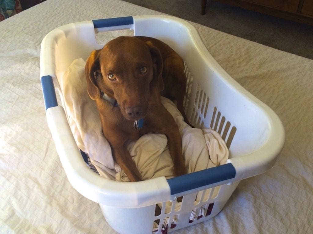 Arya in her laundry basket