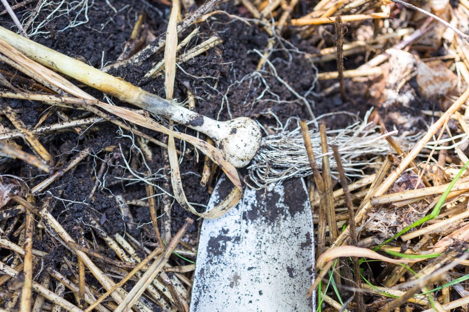 Carefully digging up a bulb