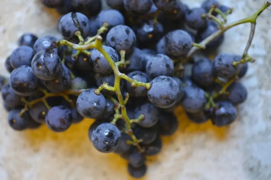 Concord Grape Gimlet