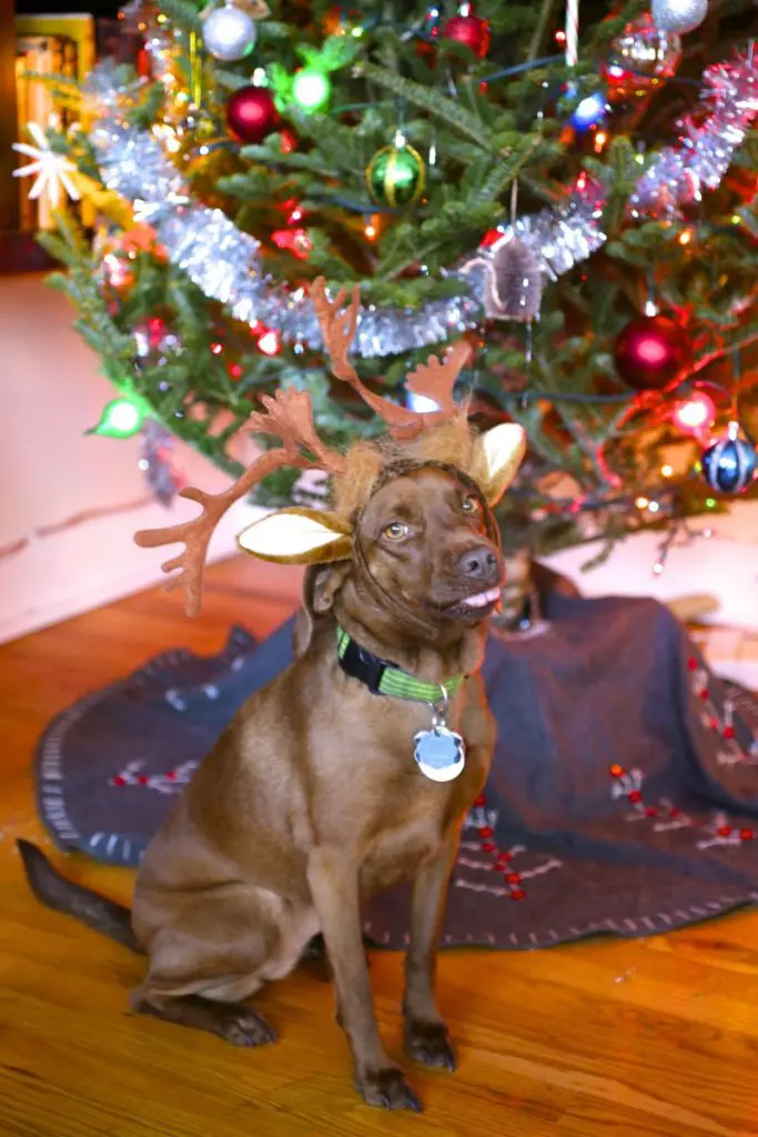 Arya Antlers 2013