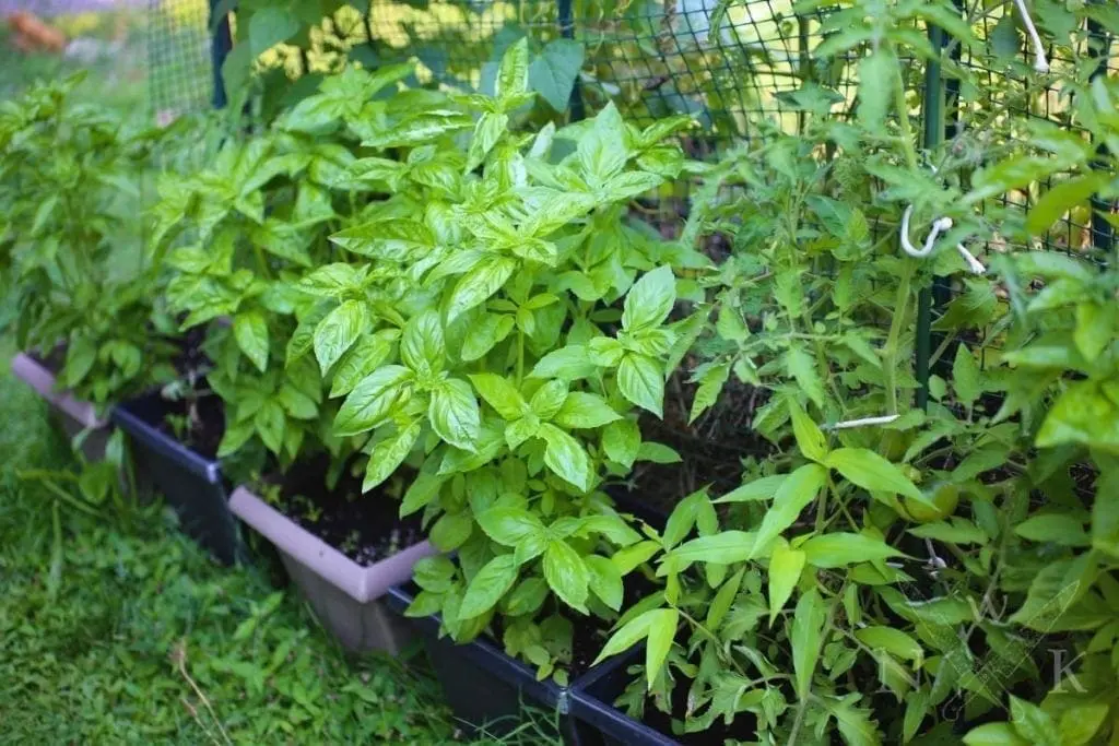 Basil in the garden