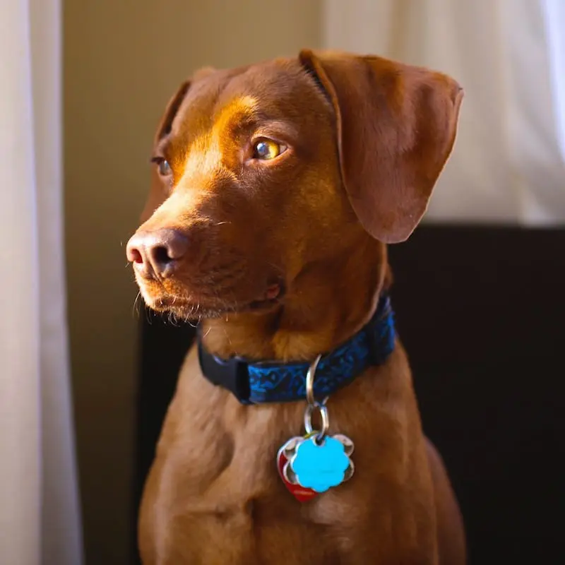 "A dog has no name"