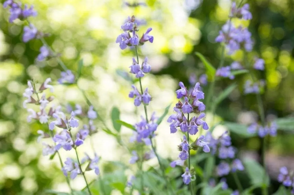 Flowering Sage