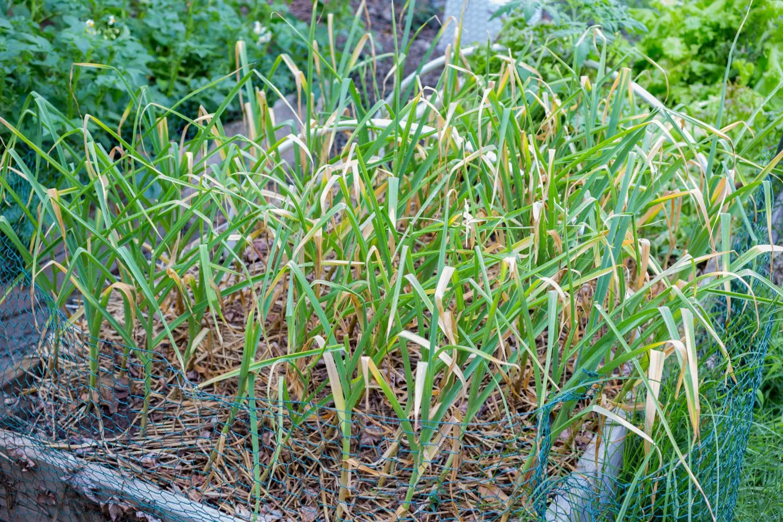 Garlic crop ready to pull!