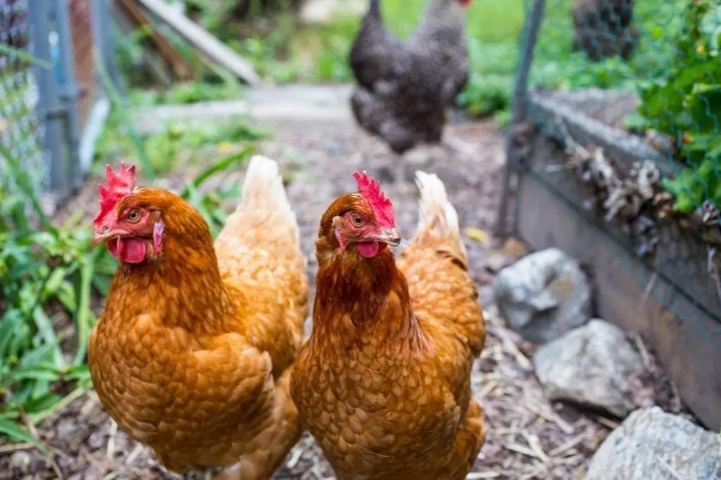 Chickens on guard duty!