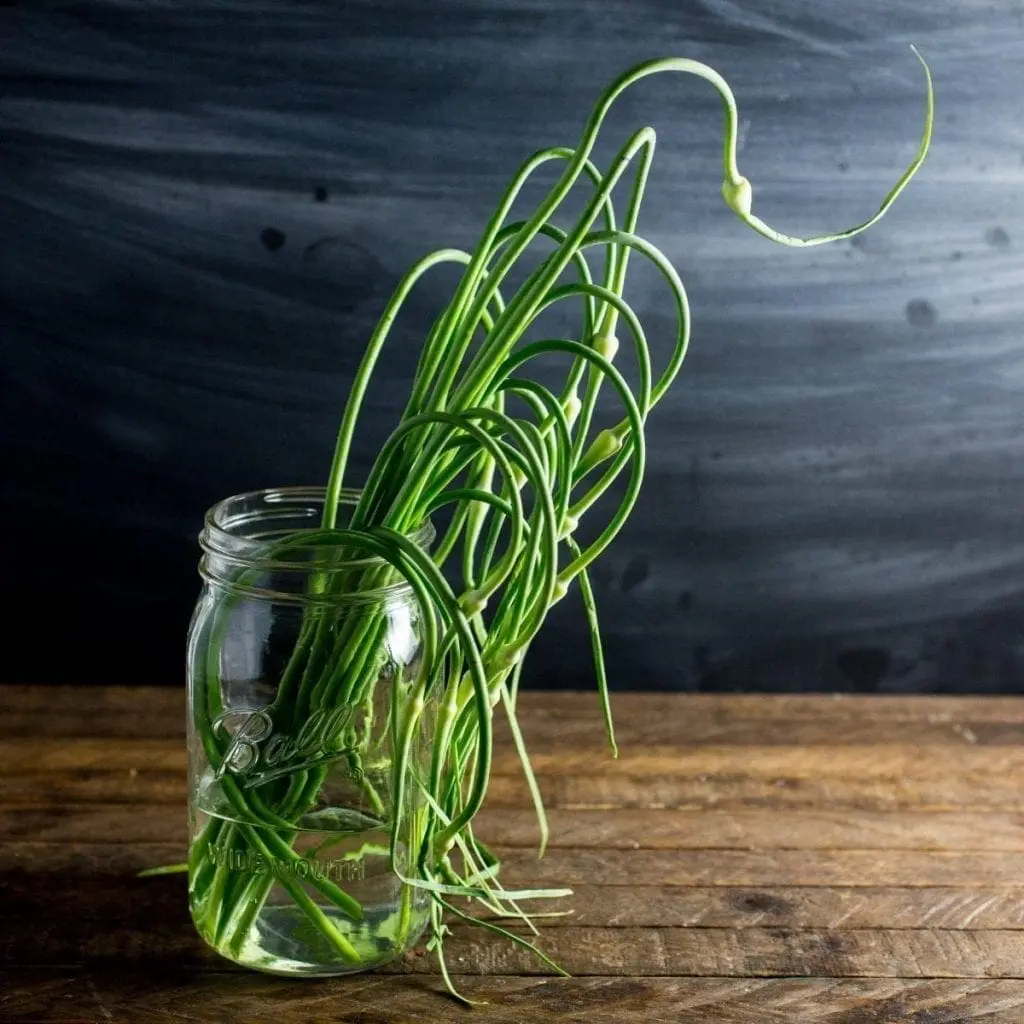 Garlic Scapes - a delicious by-product of growing hard-neck garlic