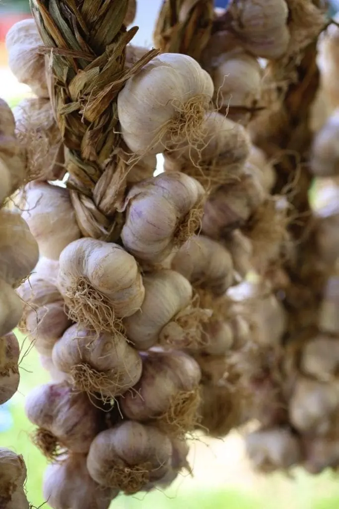 Braided Garlic from the Hudson Valley Garlic Festival