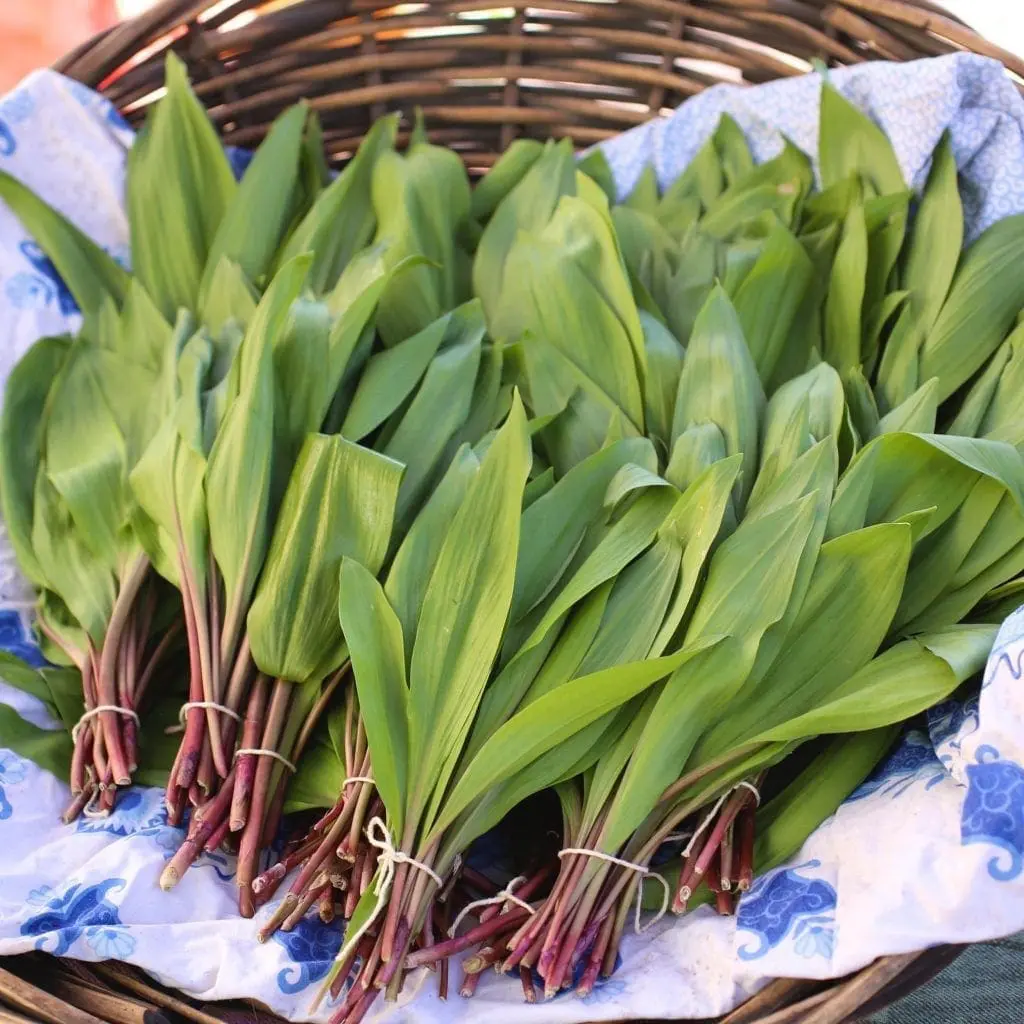 A pile of ramp leaves in a basket