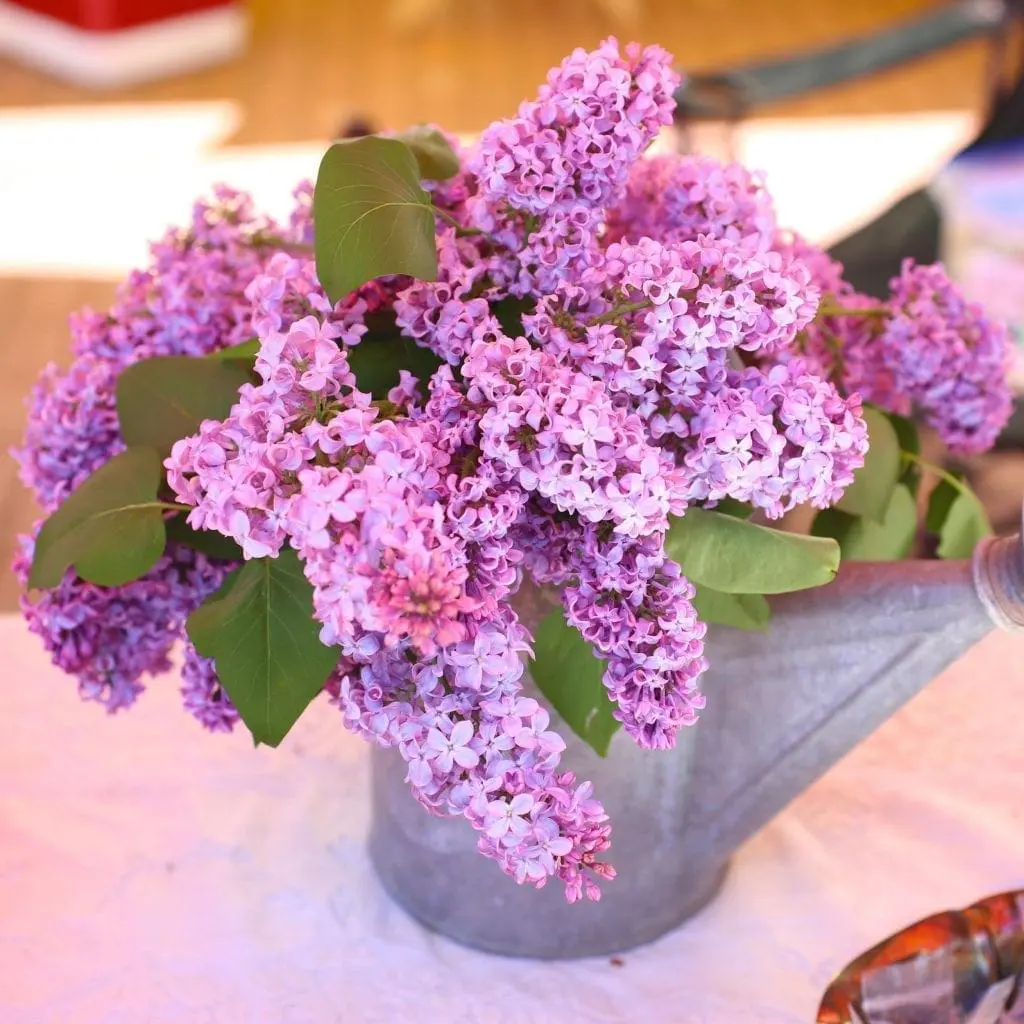 A bunch of pretty pink flowers