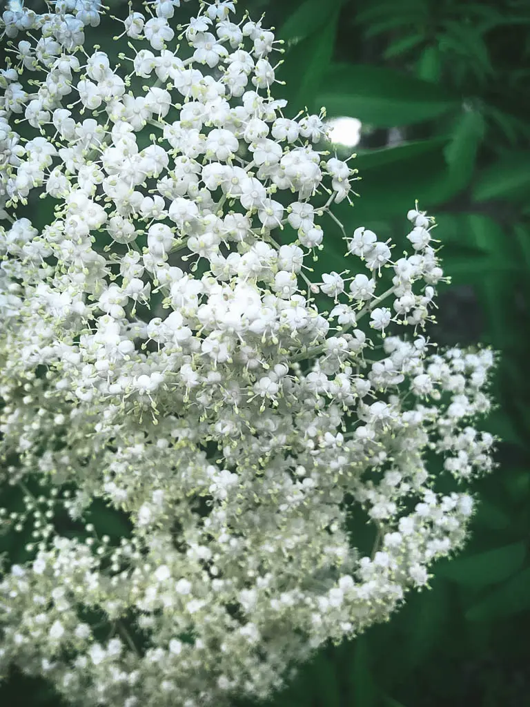 Elderflower