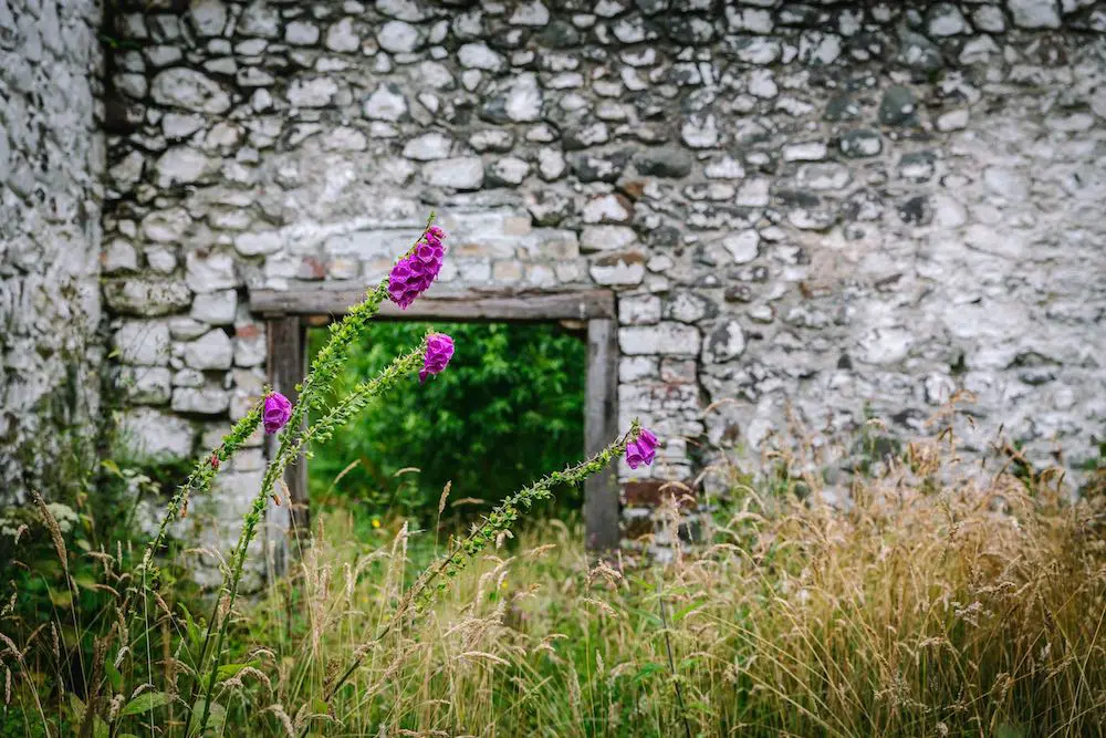 Pink flowers nodding in front of a stone wall