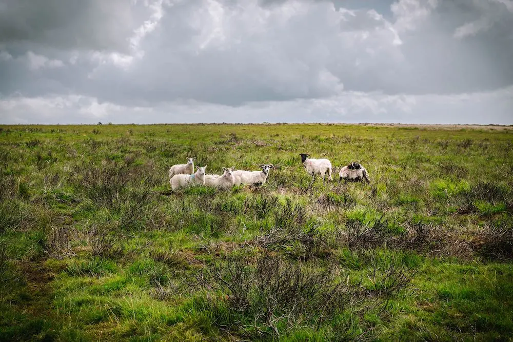 A field with little sheep in it