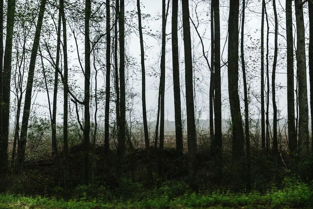 Vertical trees shadowing the undergrowth next to a road