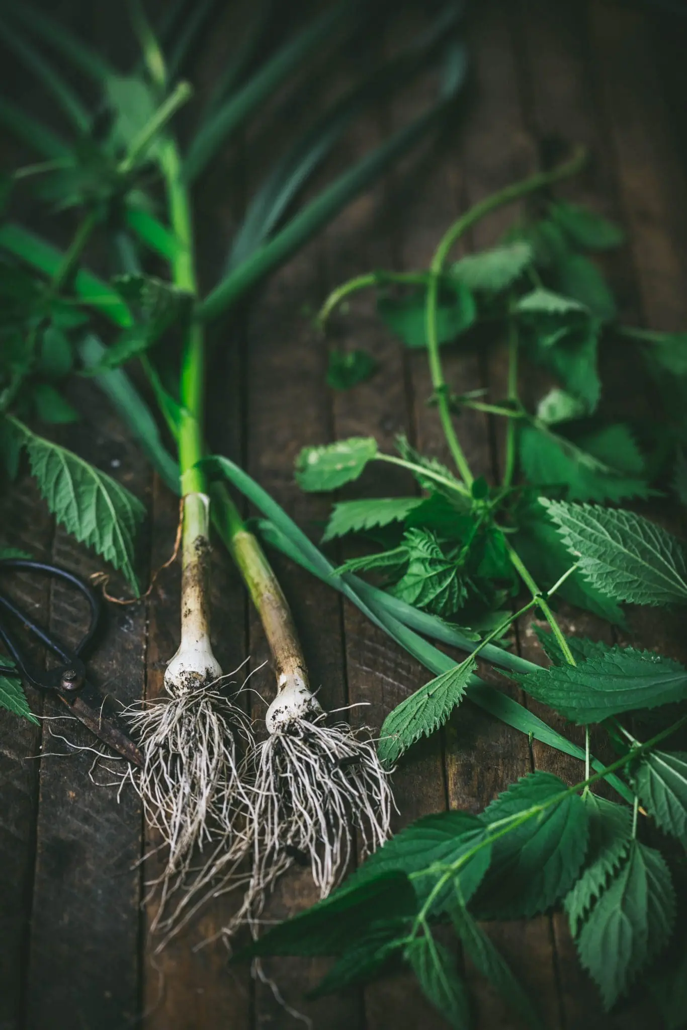 Nettles and Green Garlic