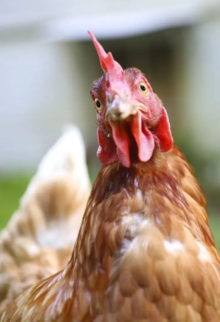 A brown chicken looking curiously at you