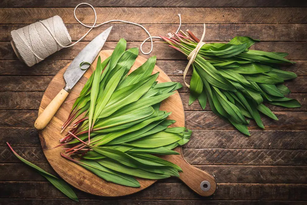 Ramps (wild garlic)