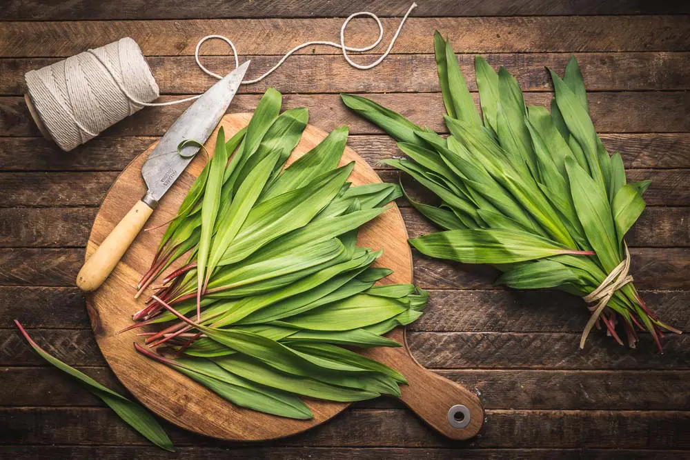 Ramps (wild garlic)