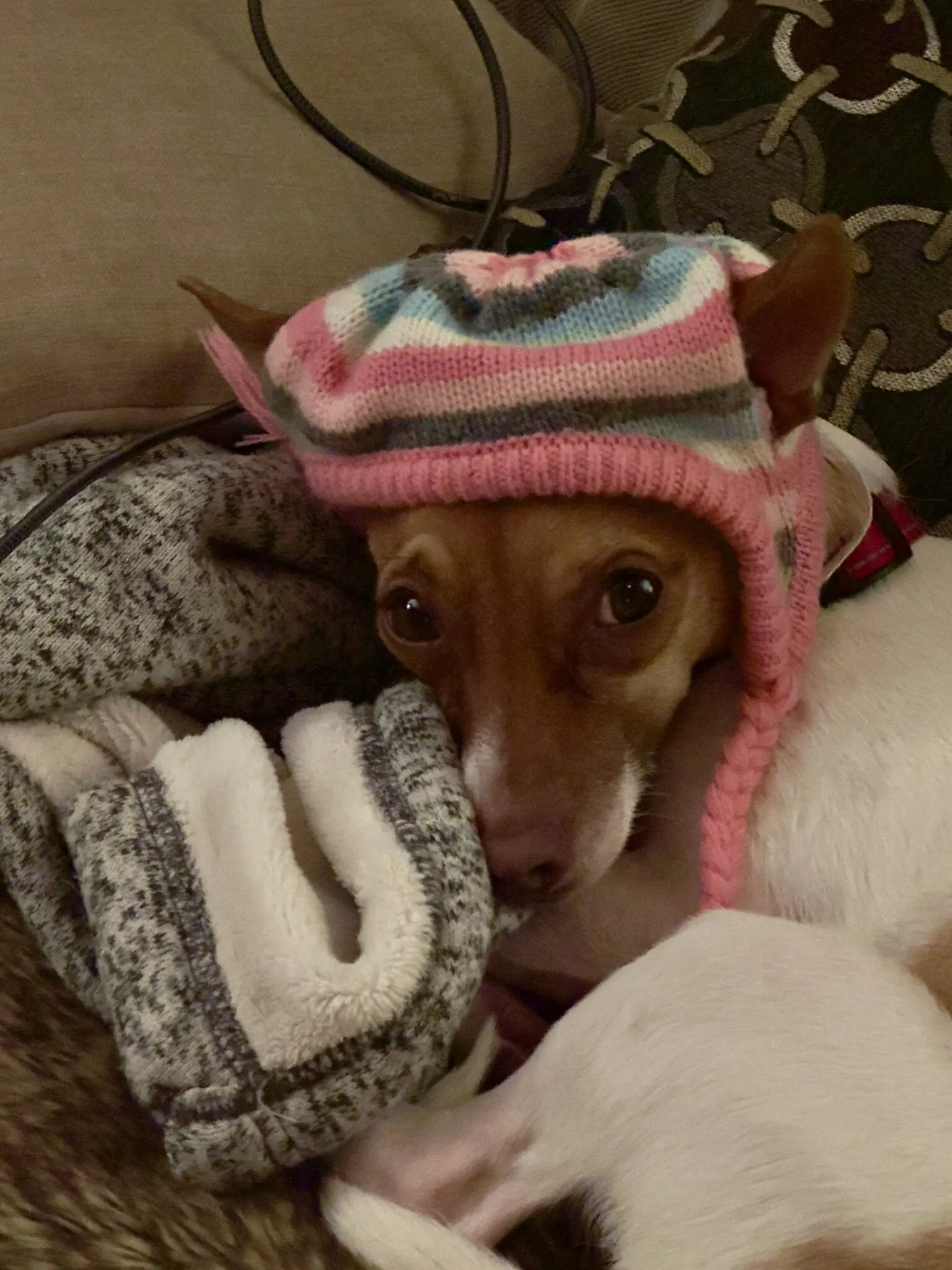 Our dog Hazel wearing a warm hat. She did not get to enjoy any of the icebox cake.