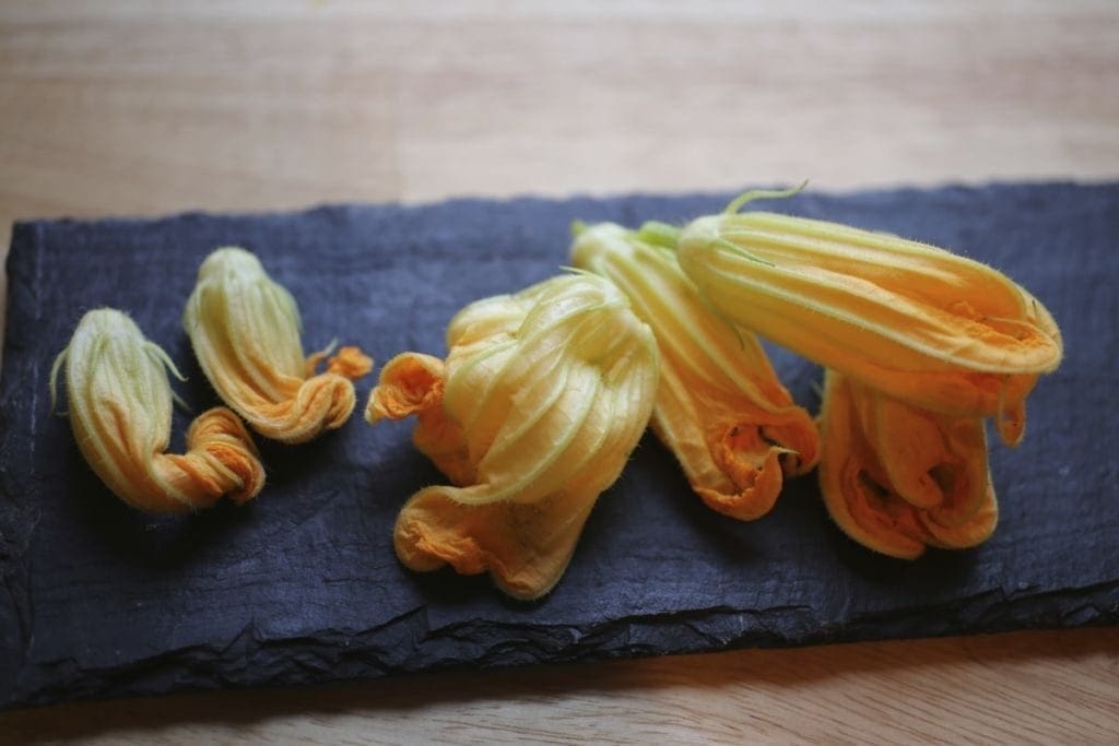 Fresh zucchini blossoms, about to become fried zucchini blossoms