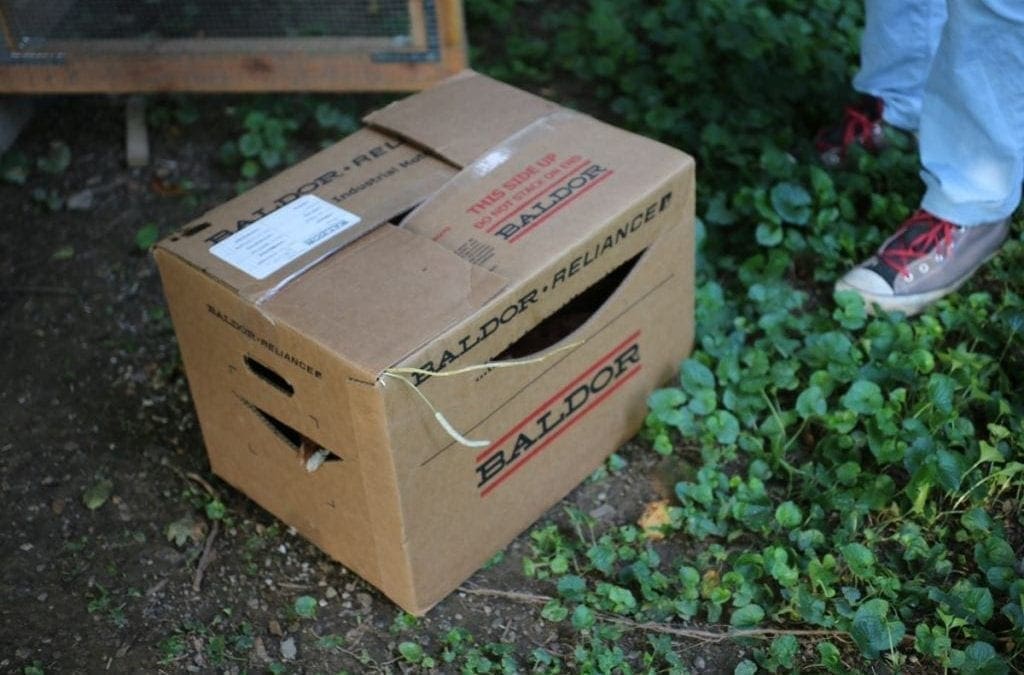 The chickens have landed! I repeat, the chickens are in the coop!