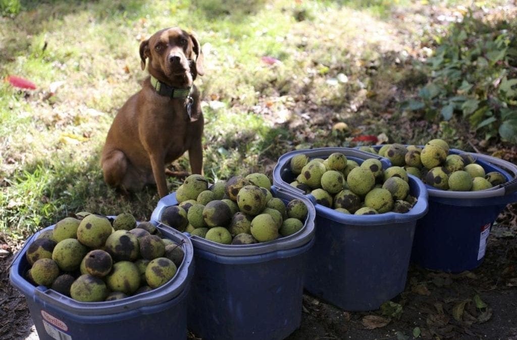 Aw, nuts.