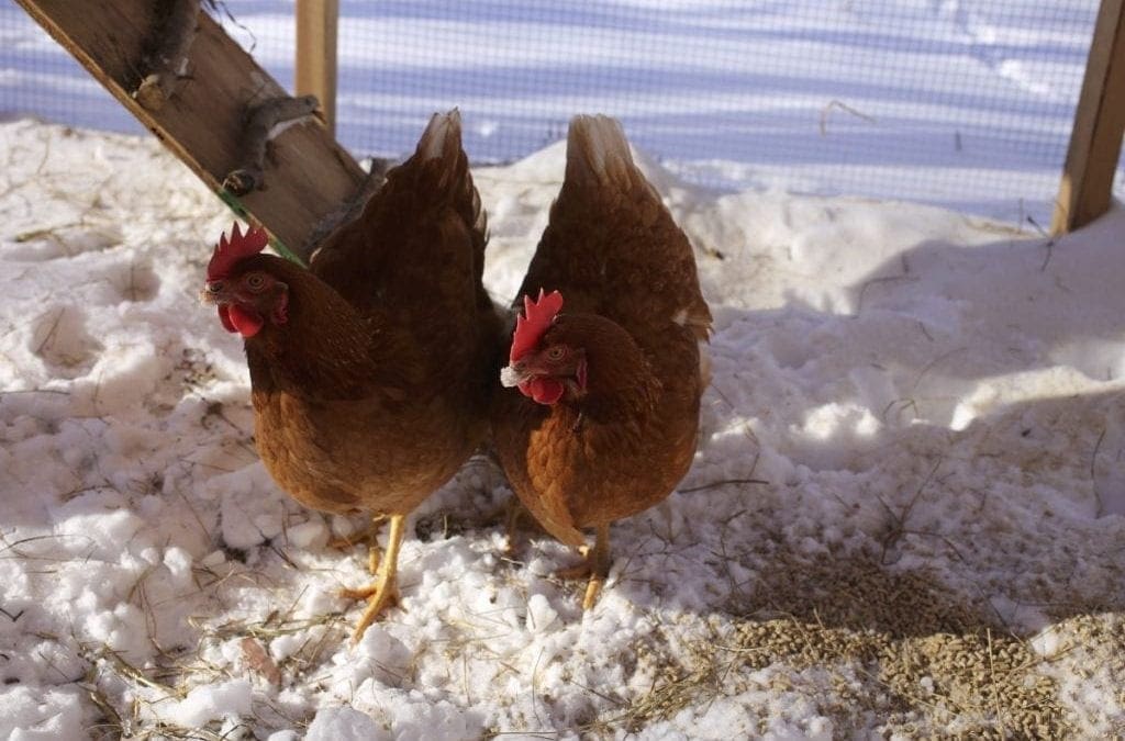 Chickens, a winter update