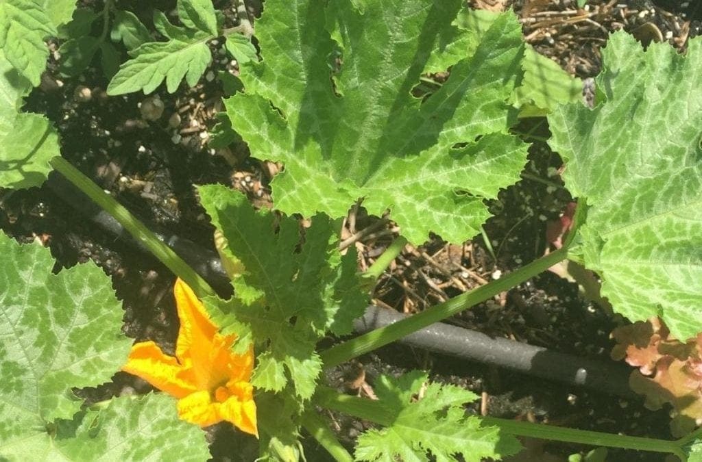 In the garden – July