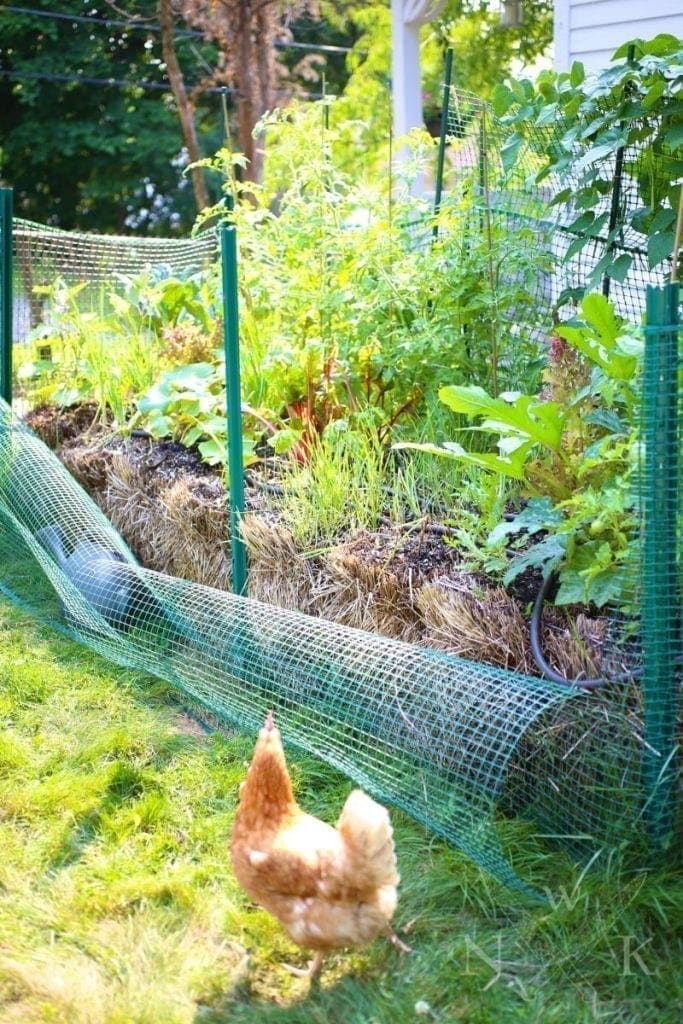 Chickens in the straw garden