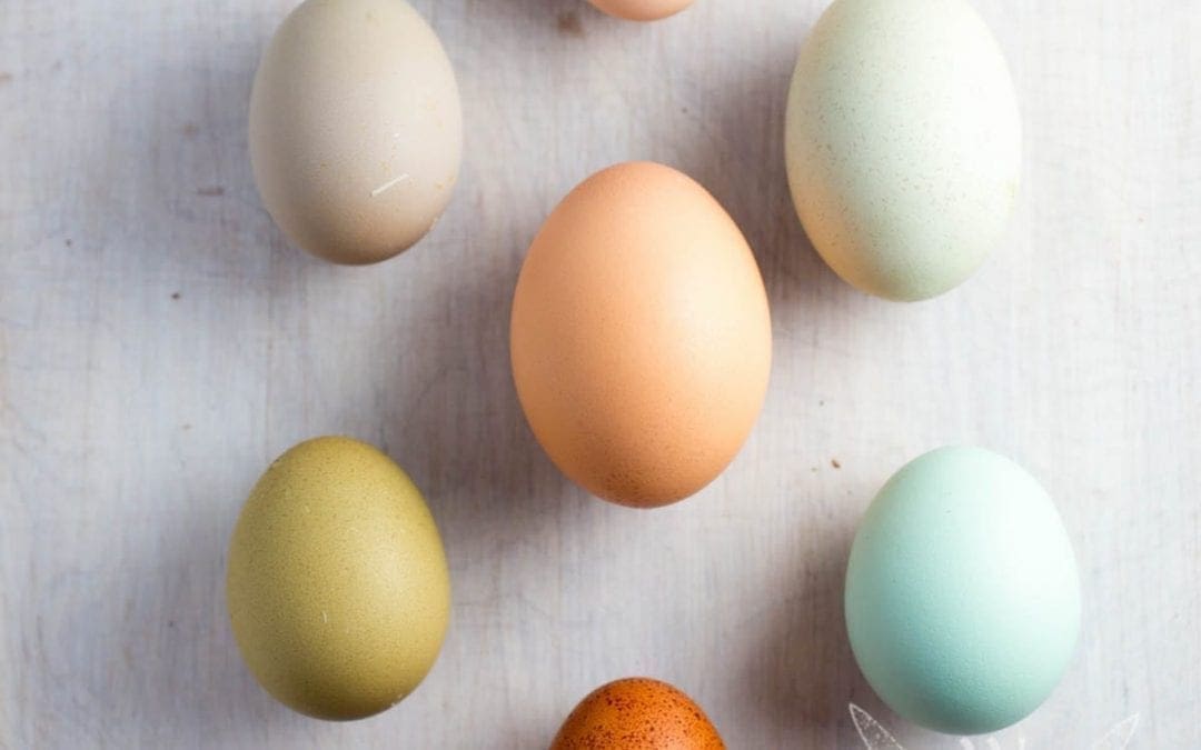 Raising chicks: We’re All Clucked! A video diary