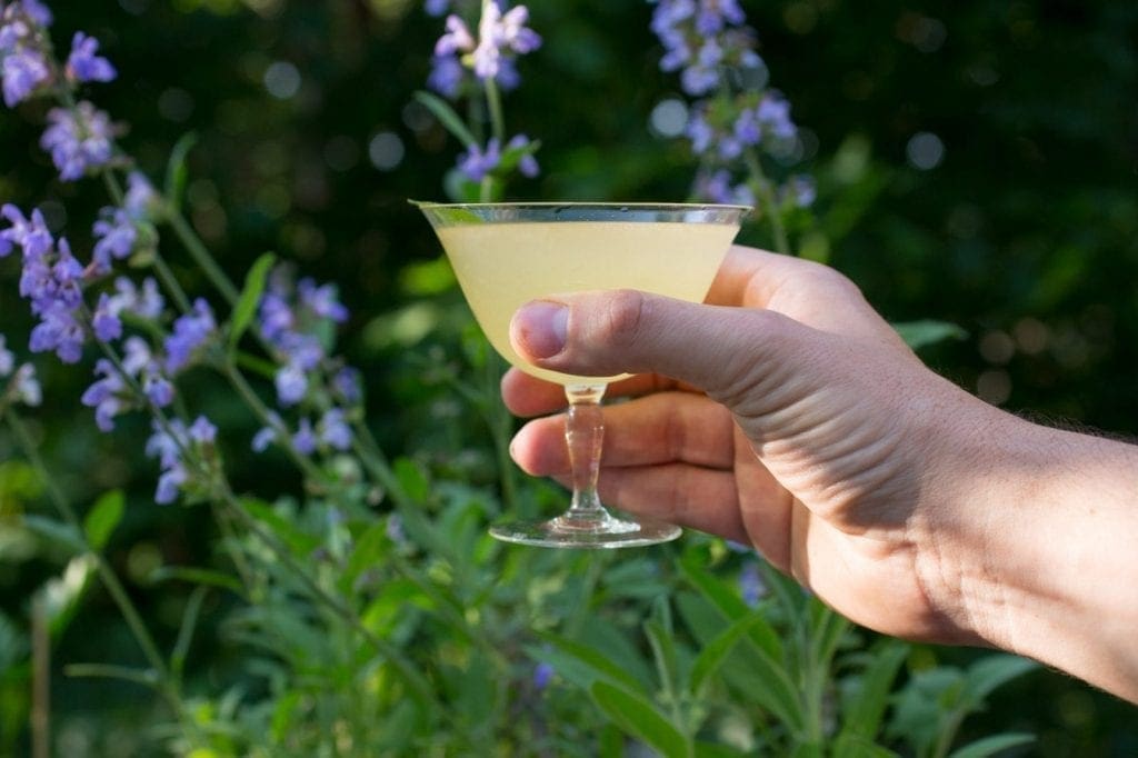 Drinking a sage cocktail while smelling sage flowers :)