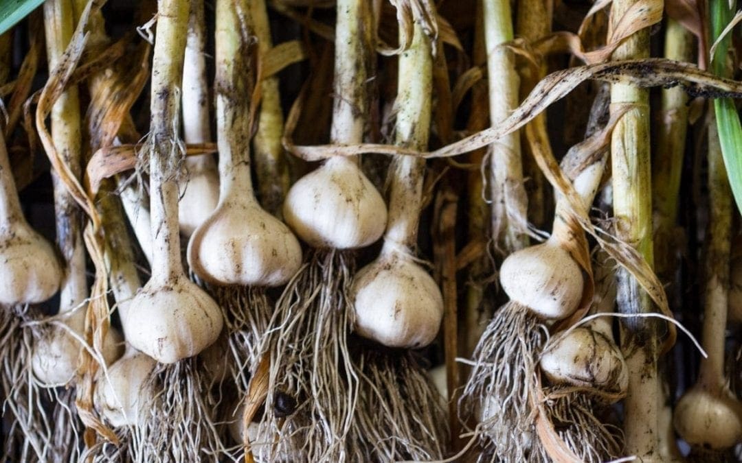 Garlic! A garden success story (with Easy Roasted Garlic)