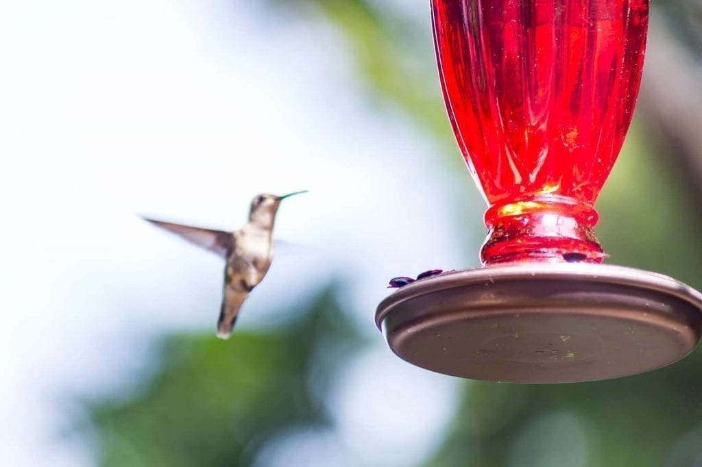A ruby-throated hummingbird approaching a feeder