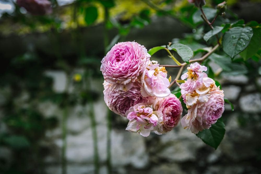 A rose bush branch with blooming pink roses