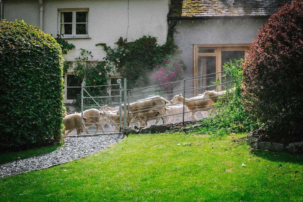 Sheep running down a lane with a farmhouse in the background